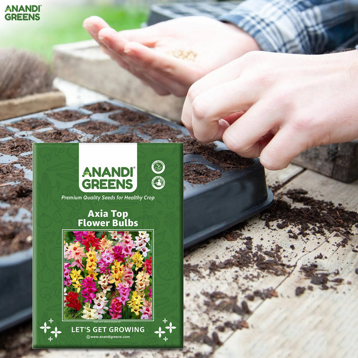 Axia-Top-Flower-Bulbs