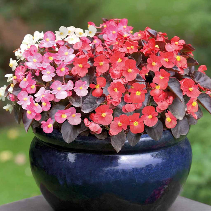 Begonia – semperflorens-Night-Life-Series-(BL)-F1