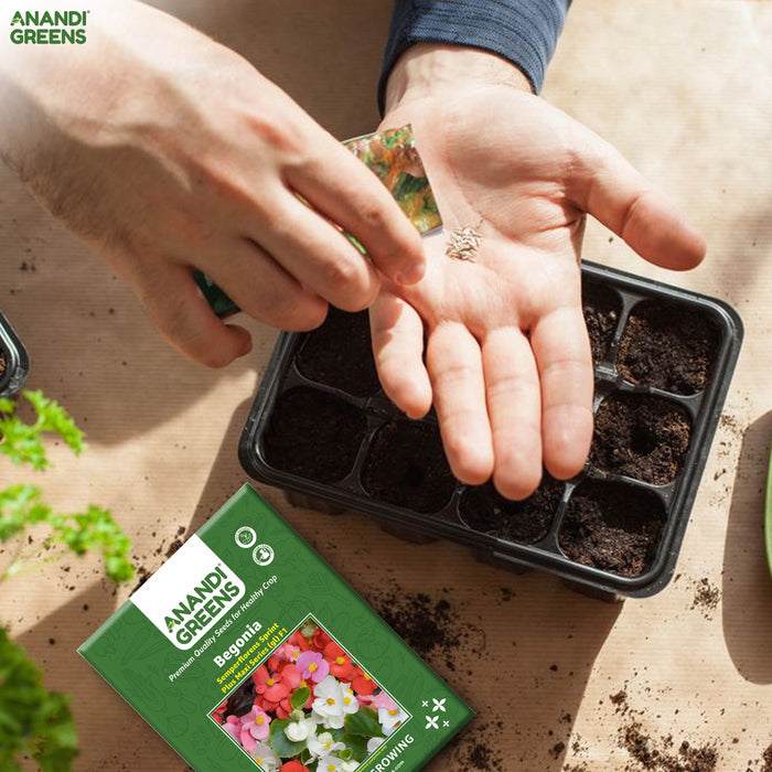 Begonia – semperflorens-Sprint-PLUS-Maxi-Series-(GL)-F1