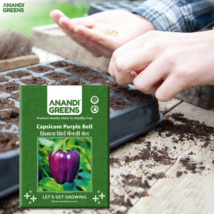Capsicum-Purple-Bell-Seeds