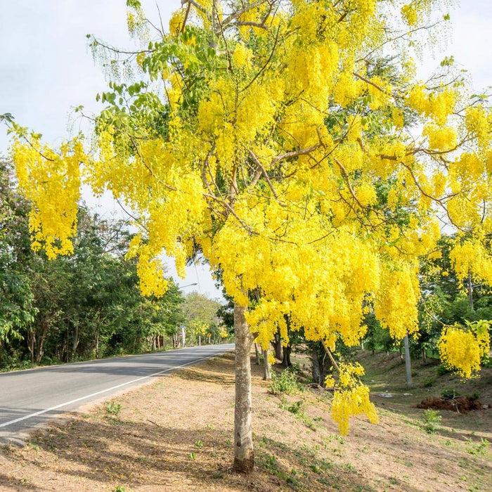 Cassia Fistula (Golden Shower Tree Seeds)
