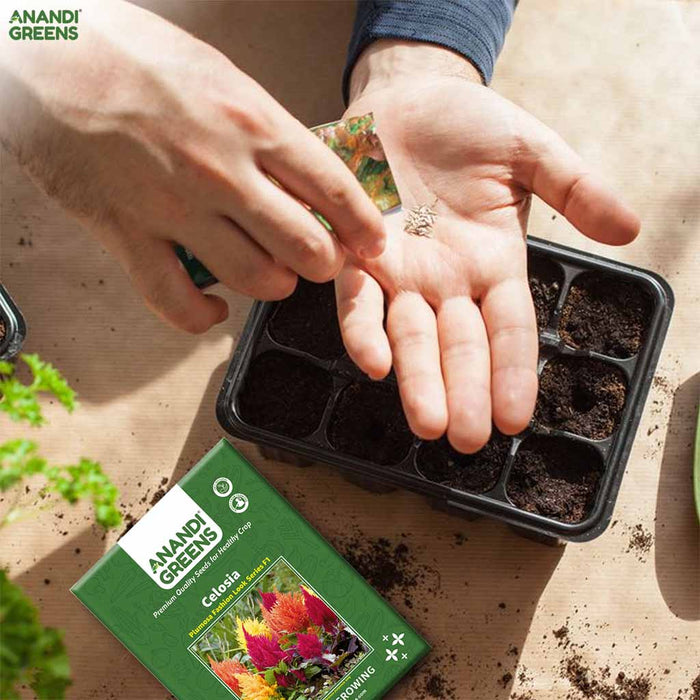 Celosia – plumosa Fashion Look Series F1