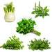 5 Culinary Herb Seeds Combo for Home Garden
