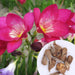 Freesia-6-Color-Flower-Bulbs