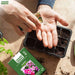 Godetia – Dwarf-Special-Mix-F1
