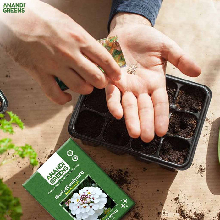 Iberis – (Candytuft) Snow Flurries F1