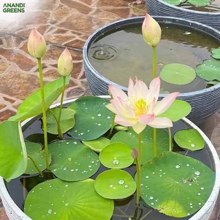 Lotus-Flower-Seeds