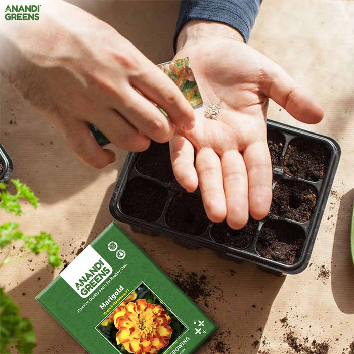 Marigold – French-Flamenco-F1