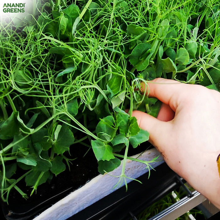 Pea-Microgreens-Seeds-(मटर माइक्रोग्रीन बीज)