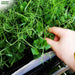Pea-Microgreens-Seeds-(मटर माइक्रोग्रीन बीज)