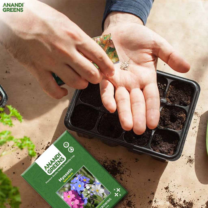 Myosotis – Sylva-Mix-F1