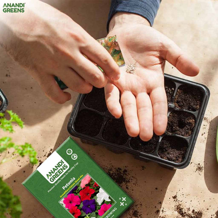 Petunia – Grandiflora-Falcon-(Raw)-Mix-F1