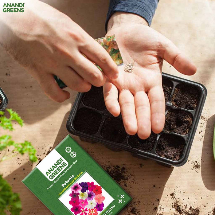 Petunia – Grandiflora-Success-360-Series-F1