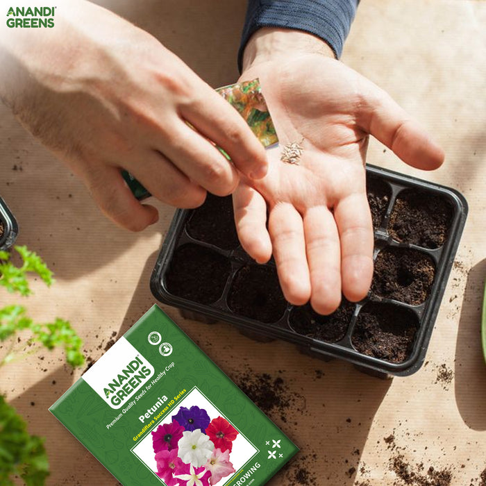 Petunia – Grandiflora-Success-HD-Series-F1