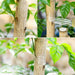 Plant-Grafting-Tape