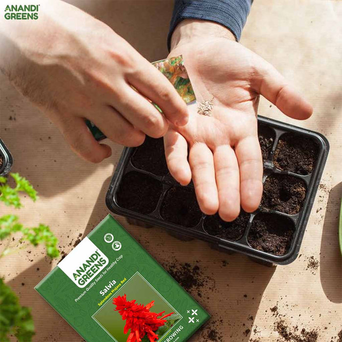 Salvia – splendens-Mojave-Red-F1