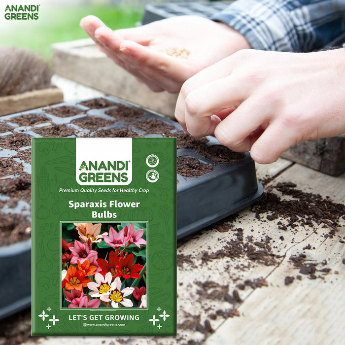Sparaxis-Flower-Bulbs-Seeds-Pouch