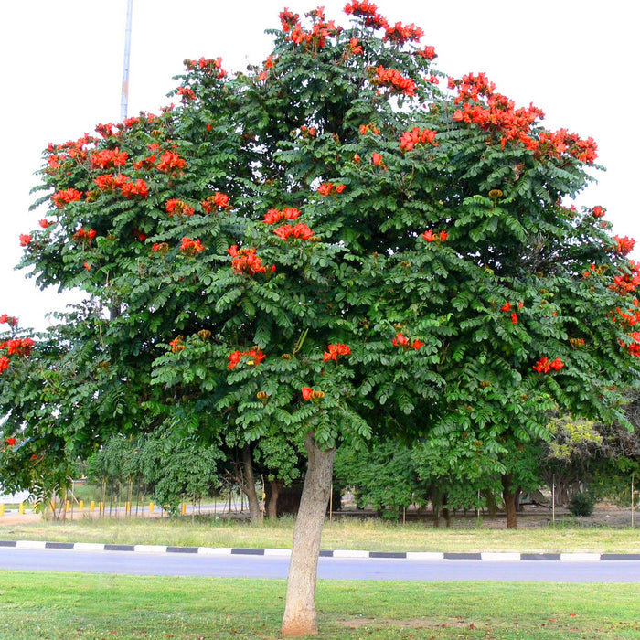 Spathodea Campanulata (African Tulip Tree Seeds)