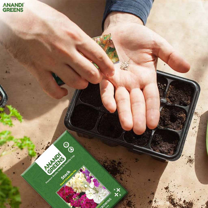 Stock – Dwarf-Cinderella-Mix-F1