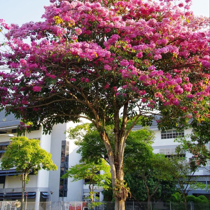 Tabebuia Rosea (Marathi Gulabi | Pink Trumpet Tree Seeds)