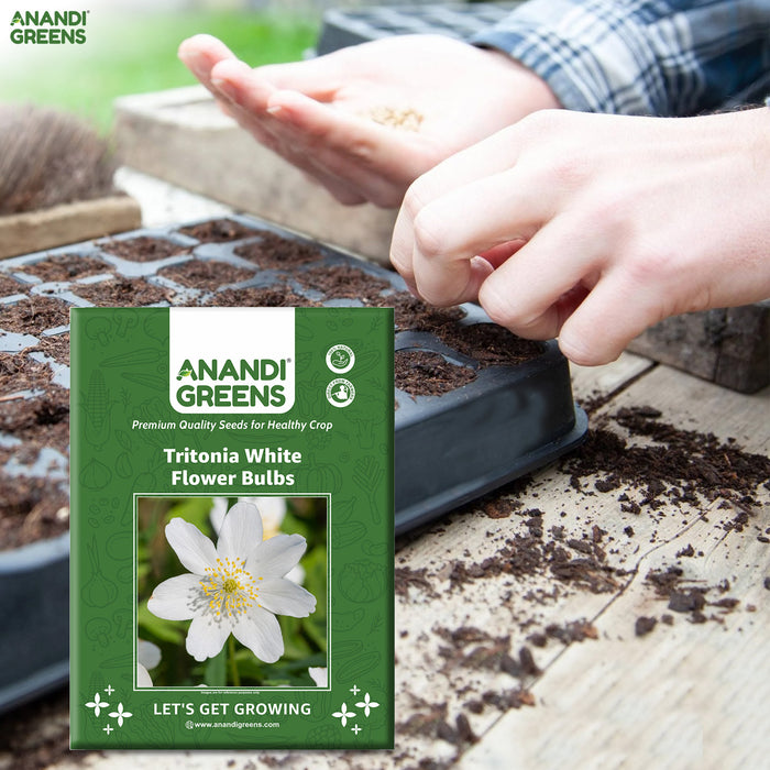 Anandi-Greens-Tritonia-White-Flower-Bulbs-packaging-with-hands-planting-seeds-in-the-background