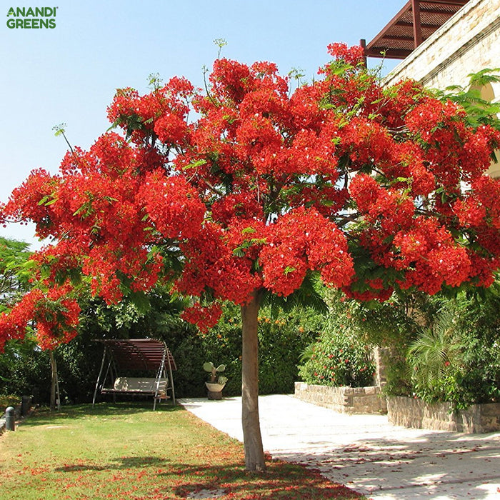 Delonix Regia (Gulmohar | Flame Tree Seeds)