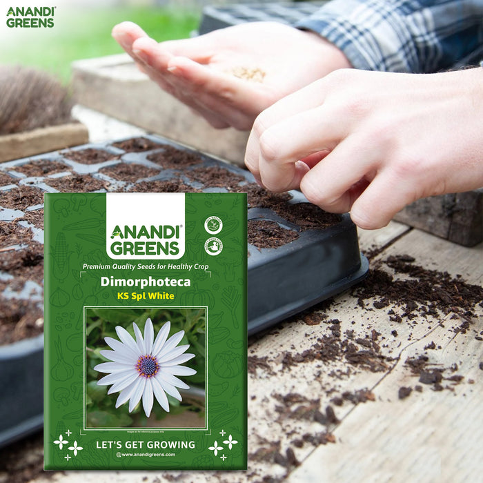 Dimorphotheca-(KS Spl White) – Premium-Open-Pollinated-Seeds
