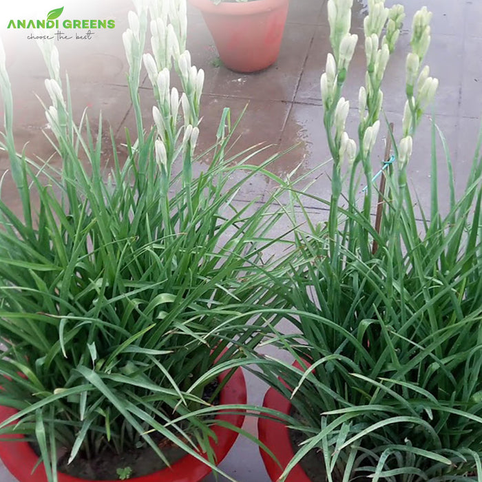 Rajnigandha-plants