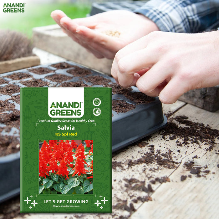 Salvia-(KS Spl Red)