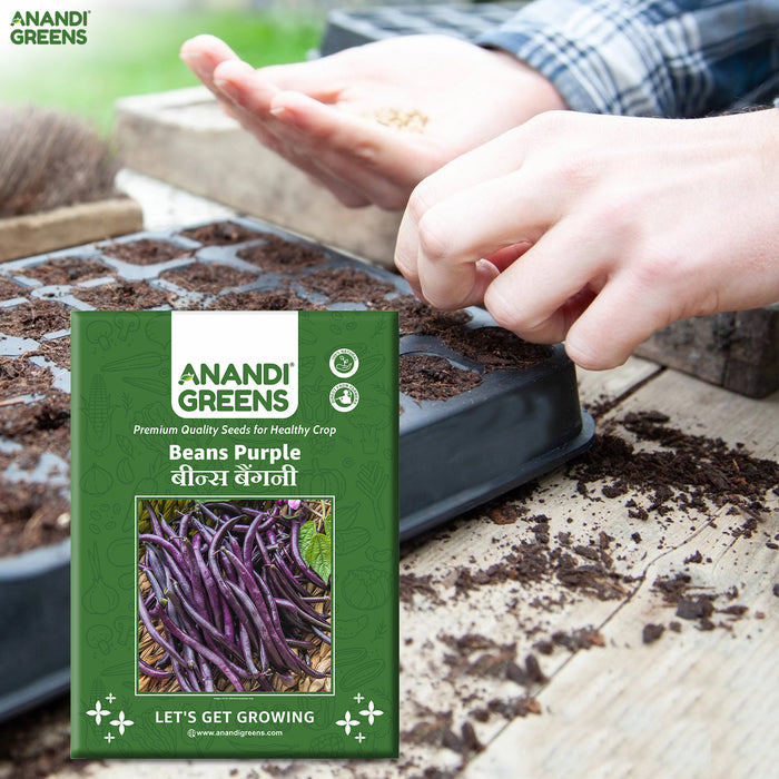 Beans Purple (बैंगनी सेम) Seeds