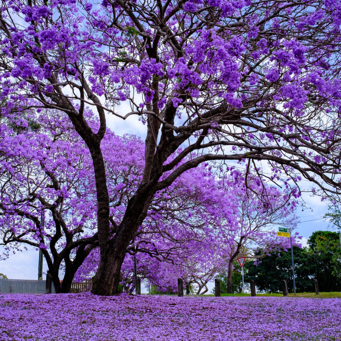 Blue-Jacaranda-Seeds