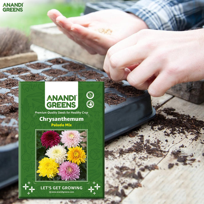 Chrysanthemum-(Paludo Mix) -Premium-Open-Pollinated-Seeds