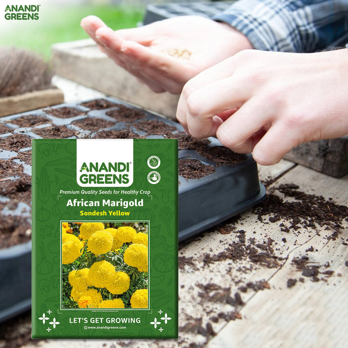 African-Marigold-(Sondesh Yellow) 