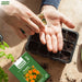 Marigold – French-Starfire-Mix-F1