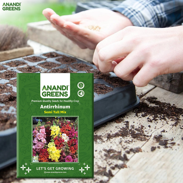 Antirrhinum-(Semi Tall Mix)