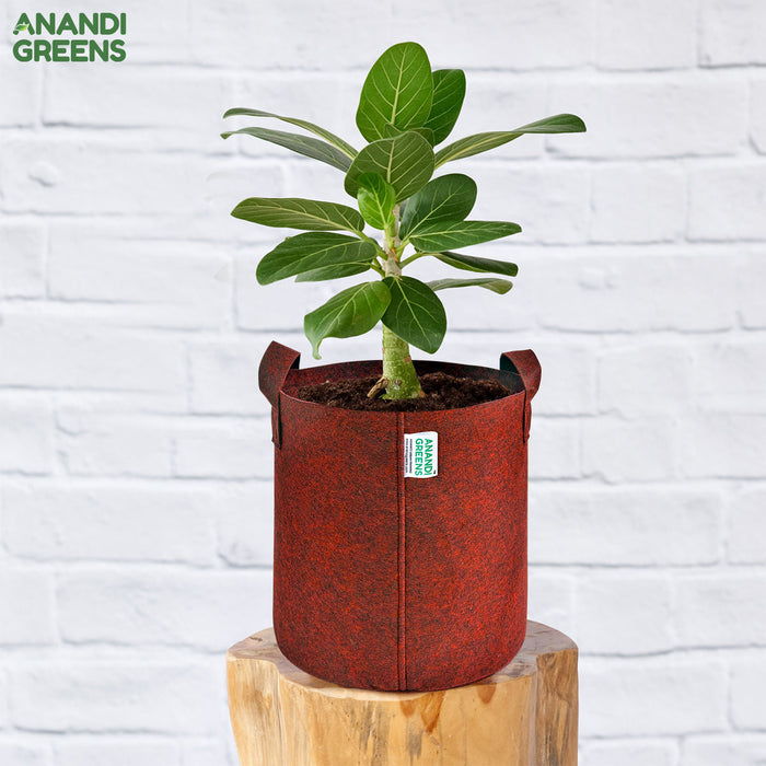 Geo Fabric Plant Grow Bag 9x9 Inch (400 GSM) – Durable Anandi Green's