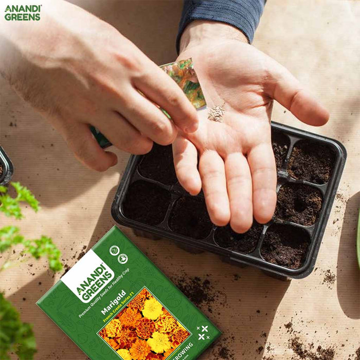 French-Marigold-Cresta-F1