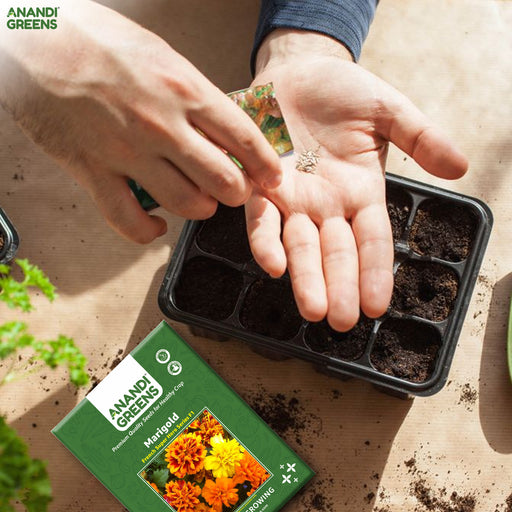 Marigold – French-Super-Hero-Series-F1