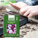 Osteospermum-(Dwarf Mix)-Seeds