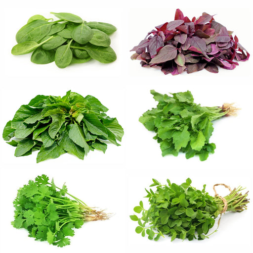 Best-Leafy-Vegetable-Seeds