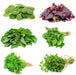 Best-Leafy-Vegetable-Seeds