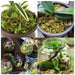 Natural-Dried-Moss-Grass