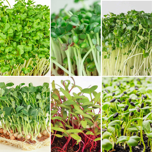 6 in 1 microgreens seeds combo pack with mustard, broccoli, pea, radish, sunflower and swiss chard microgreens growing.