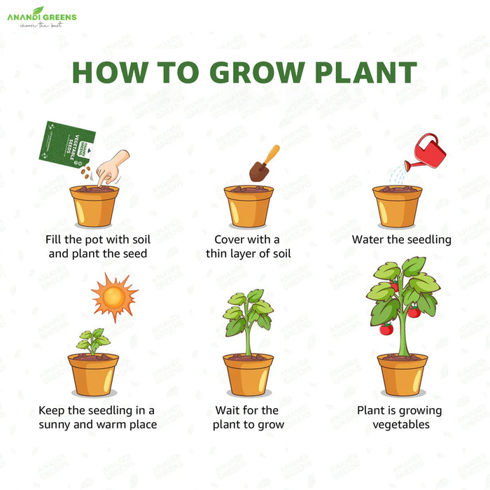 Step-by-step guide on how to grow a plant with illustrations and text.