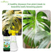 Green-Roots-Seaweed-Extract-Liquid-Plant-Growth-Promoter