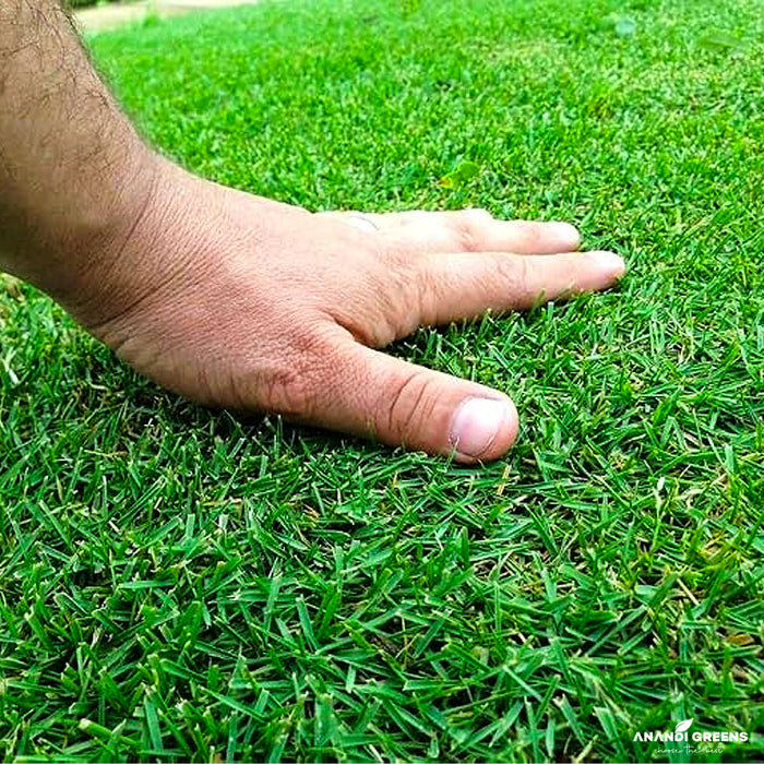 Mexican Lawn Grass Seeds (100 G)