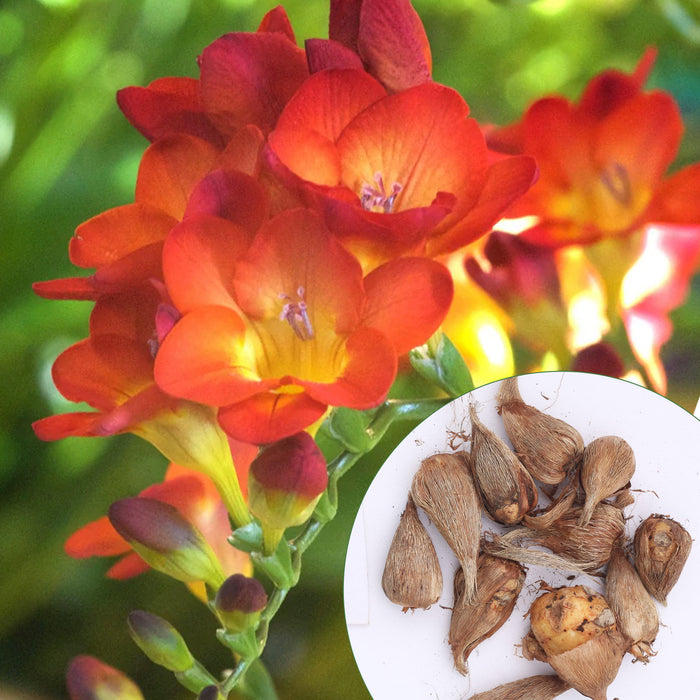 Freesia-6-Color-Flower-Bulbs