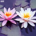 Lotus-Flower-Seeds