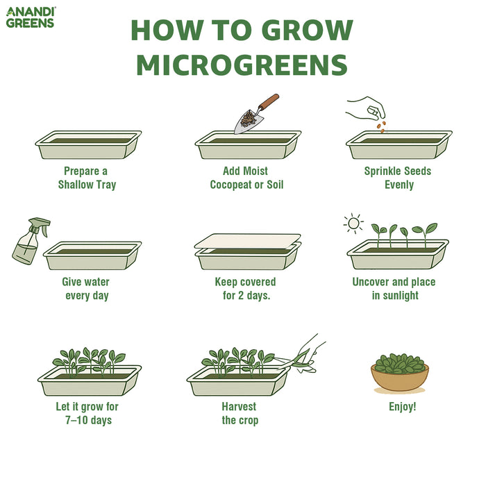 Spinach (पालक माइक्रोग्रीन) Microgreens Seeds