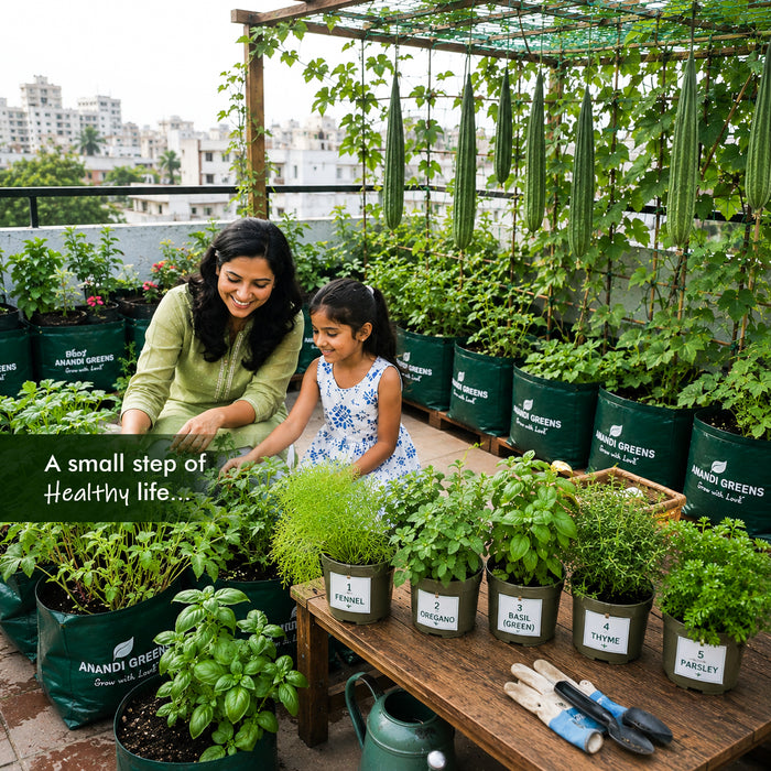 5 Culinary Herb Seeds Combo for Home Garden